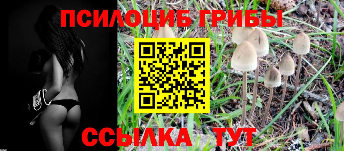 Галлюциногенные грибы Cubensis Чайковский